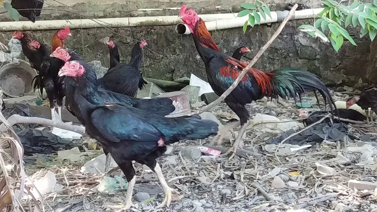 cara-memilih-ciri-indukan-babon-ayam-bangkok-terbaik